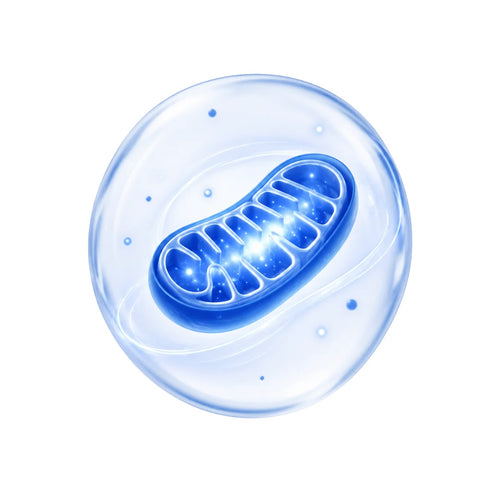 Mitochondrial Energy Support